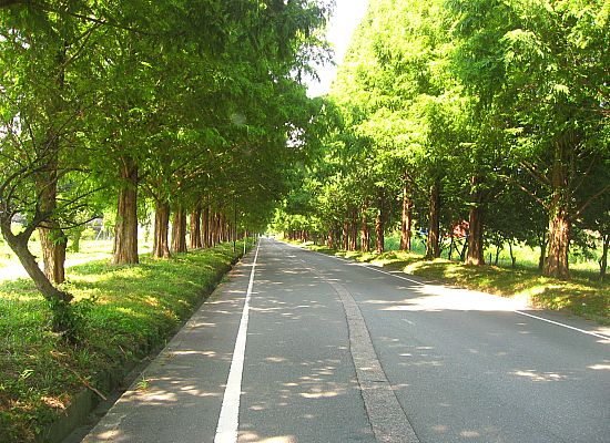 メタセコイア並木