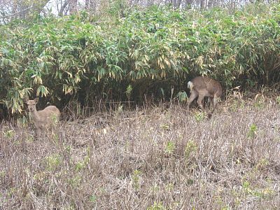 こんな所にもフランスが！