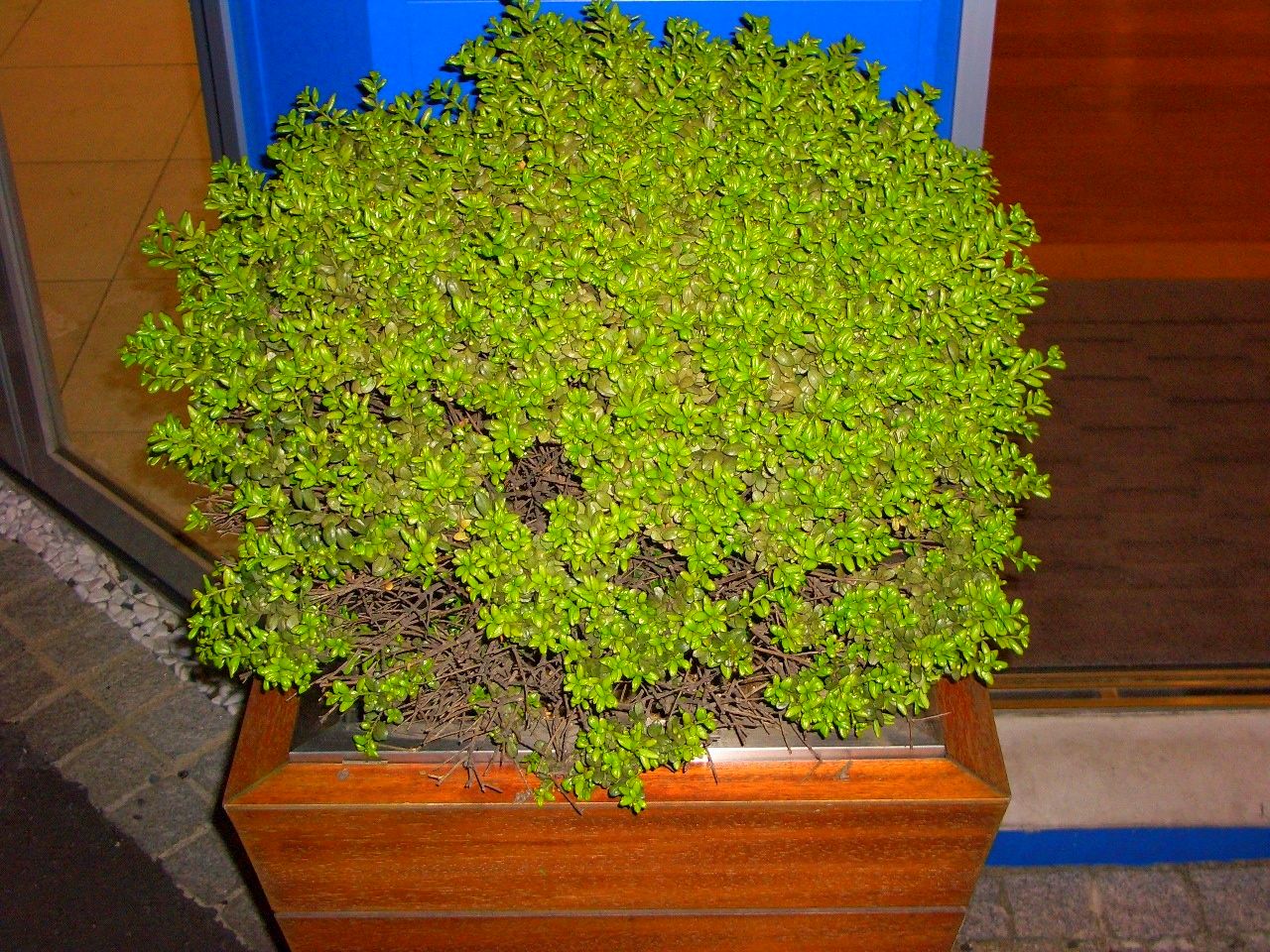 あれっ？！満開！