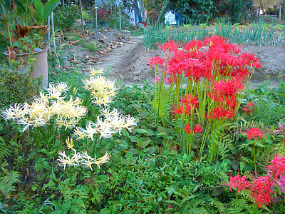 秋らしくなりました