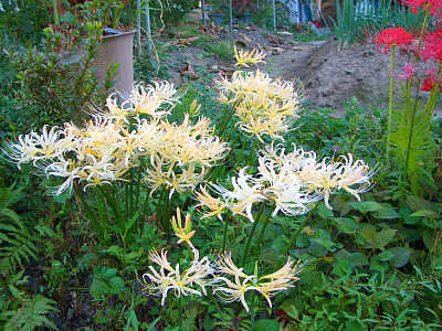 秋らしくなりました