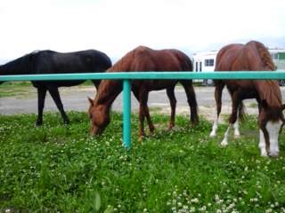 牧場で馬を・・・