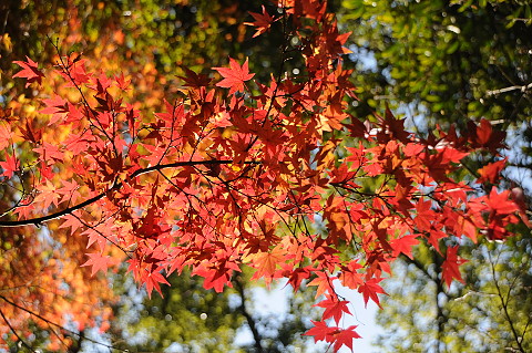 紅葉