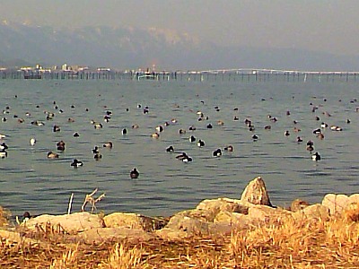 冬のびわ湖岸に