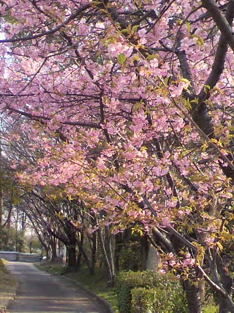 元気もらえます