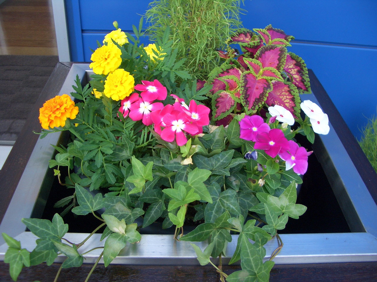 園芸部復活！！