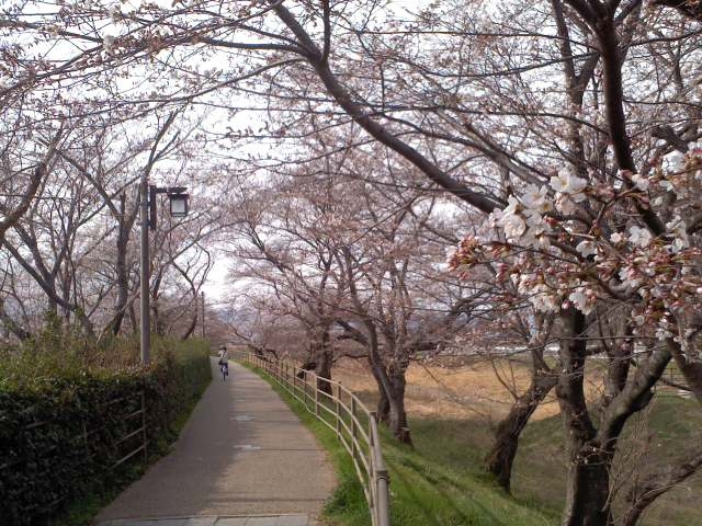 もうすぐ満開？！