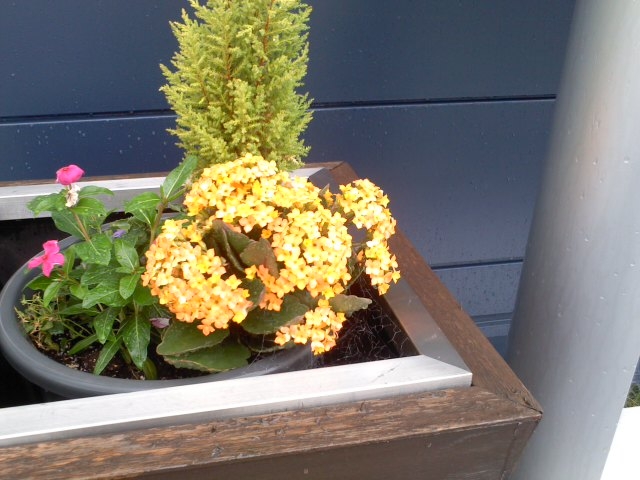 今日は、雨ですが