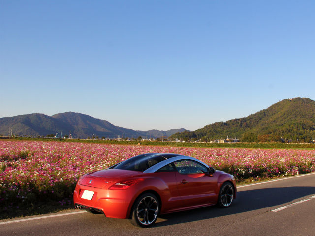 コスモス畑にて