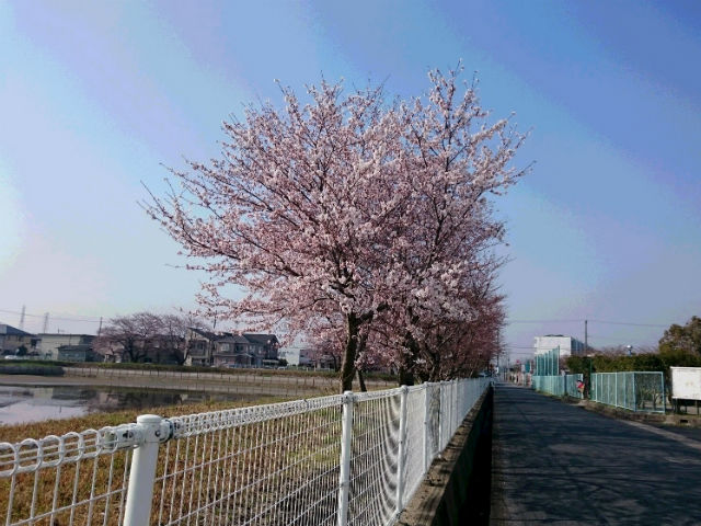 ショールーム近くの桜