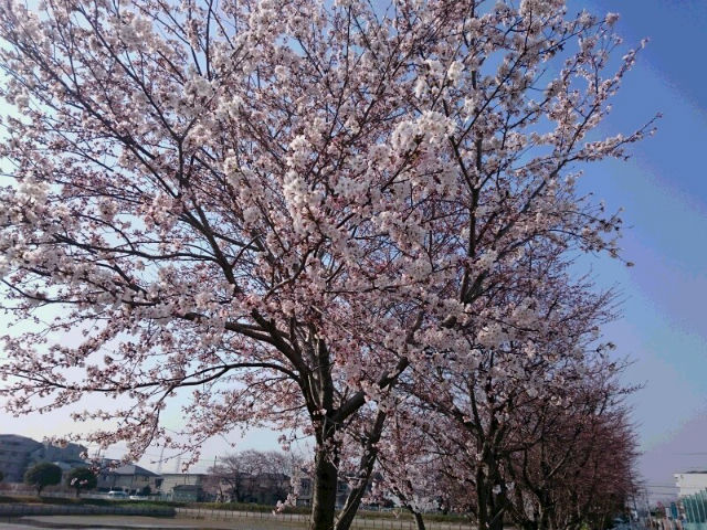 ショールーム近くの桜