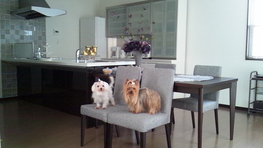 ☆ＣＡＲ☆アクセサリー（①ペットシートカバー）