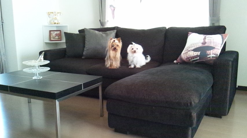 ☆ＣＡＲ☆アクセサリー（①ペットシートカバー）