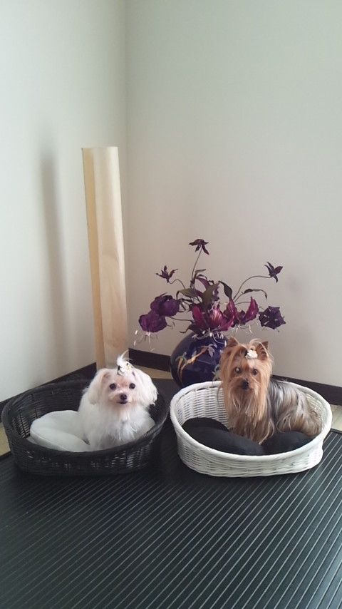 ◇◆◇展示会◇◆◇