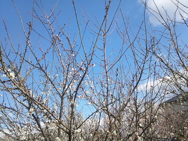 ◆◇◆MERCI◆◇◆