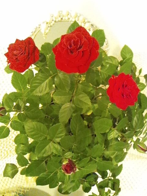 ■□■明日の展示会のお知らせ■□■