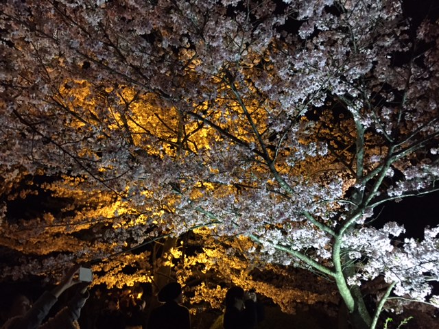 ☆　308GTi  夜桜　☆