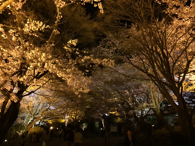 ☆　308GTi  夜桜　☆