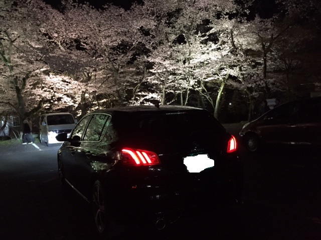 ☆　308GTi  夜桜　☆
