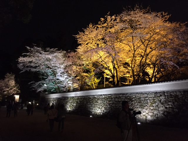 ☆　308GTi  夜桜　☆