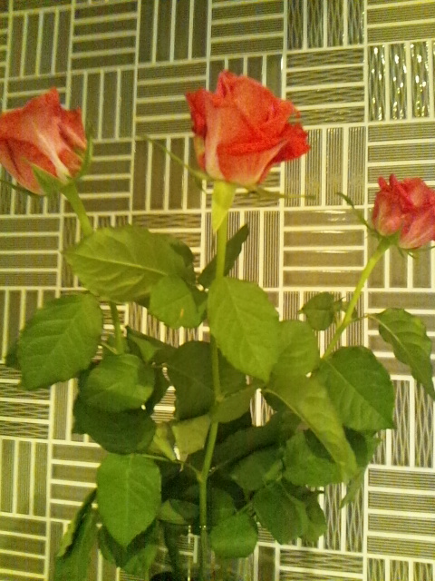 ☆展示会たくさんのご来店ありがとうございました☆