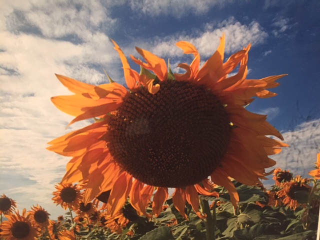 展示会ありがとうございました♪