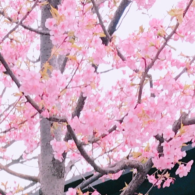 春の予感♪