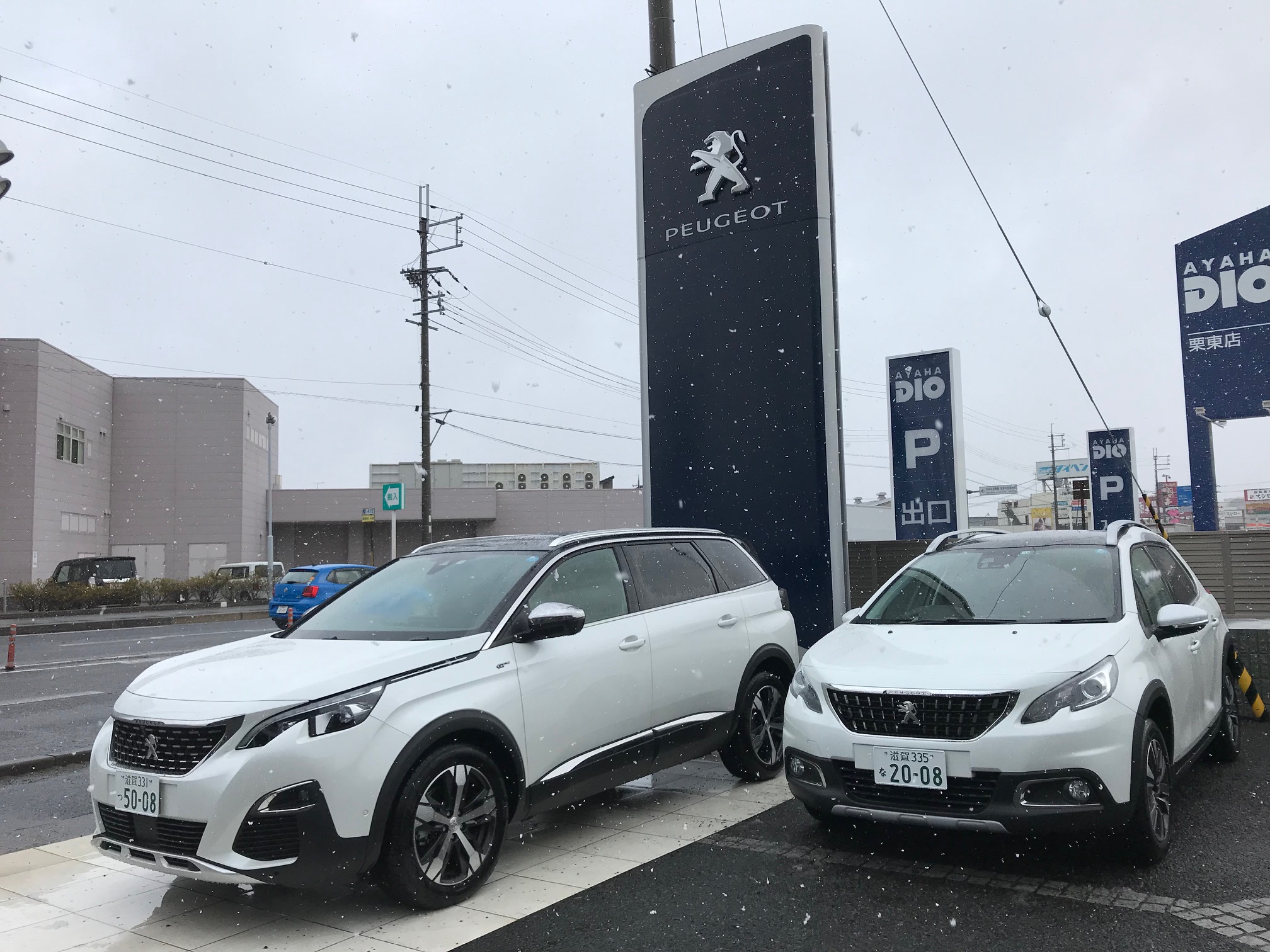 雪が降りました☃