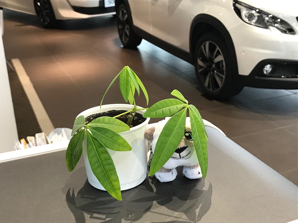 運転にご注意ください