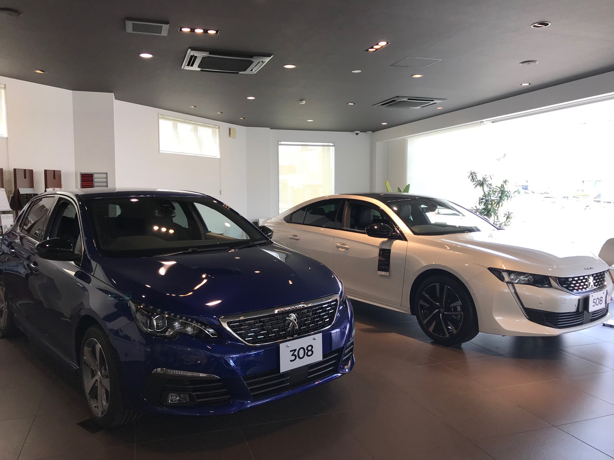 夏に似合うライオン