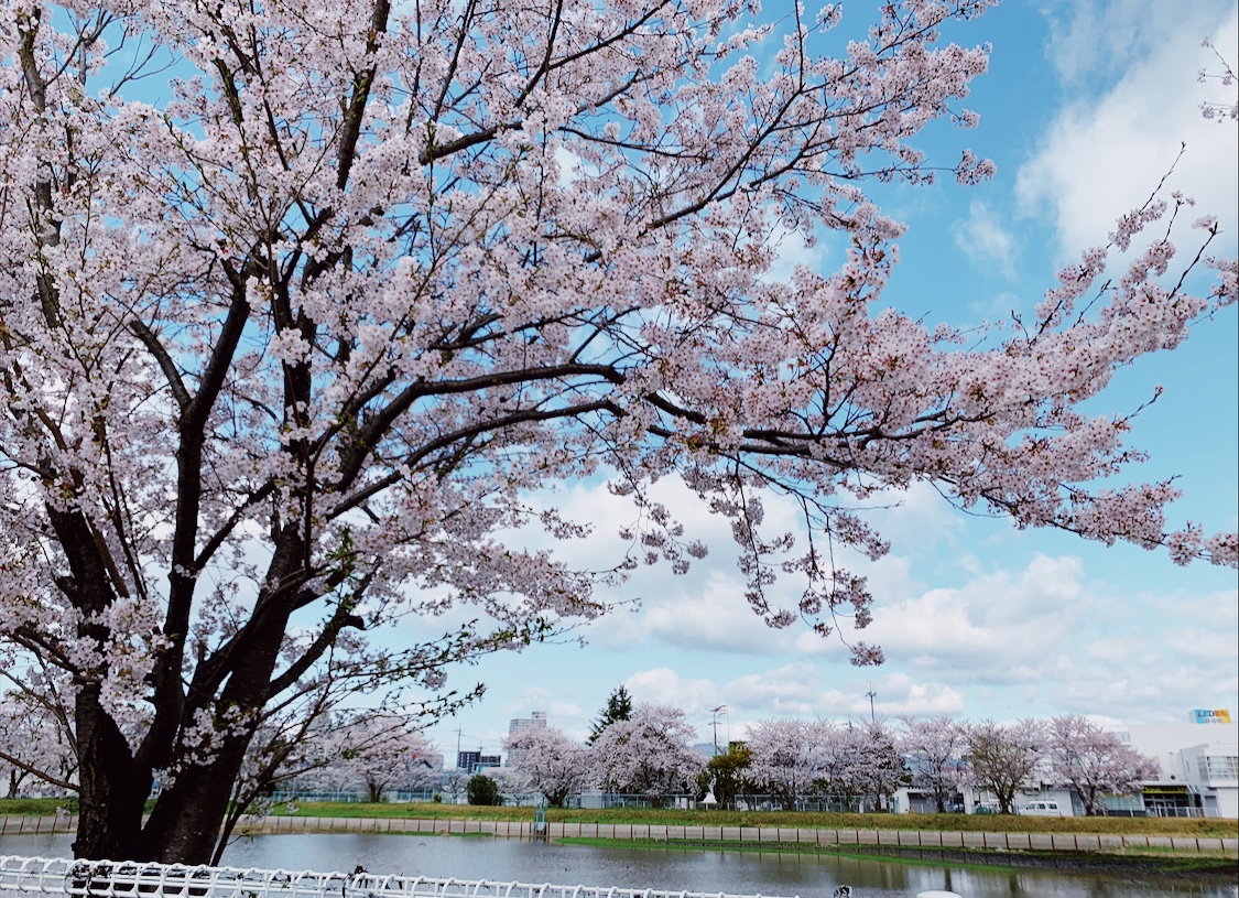 桜が綺麗🌸