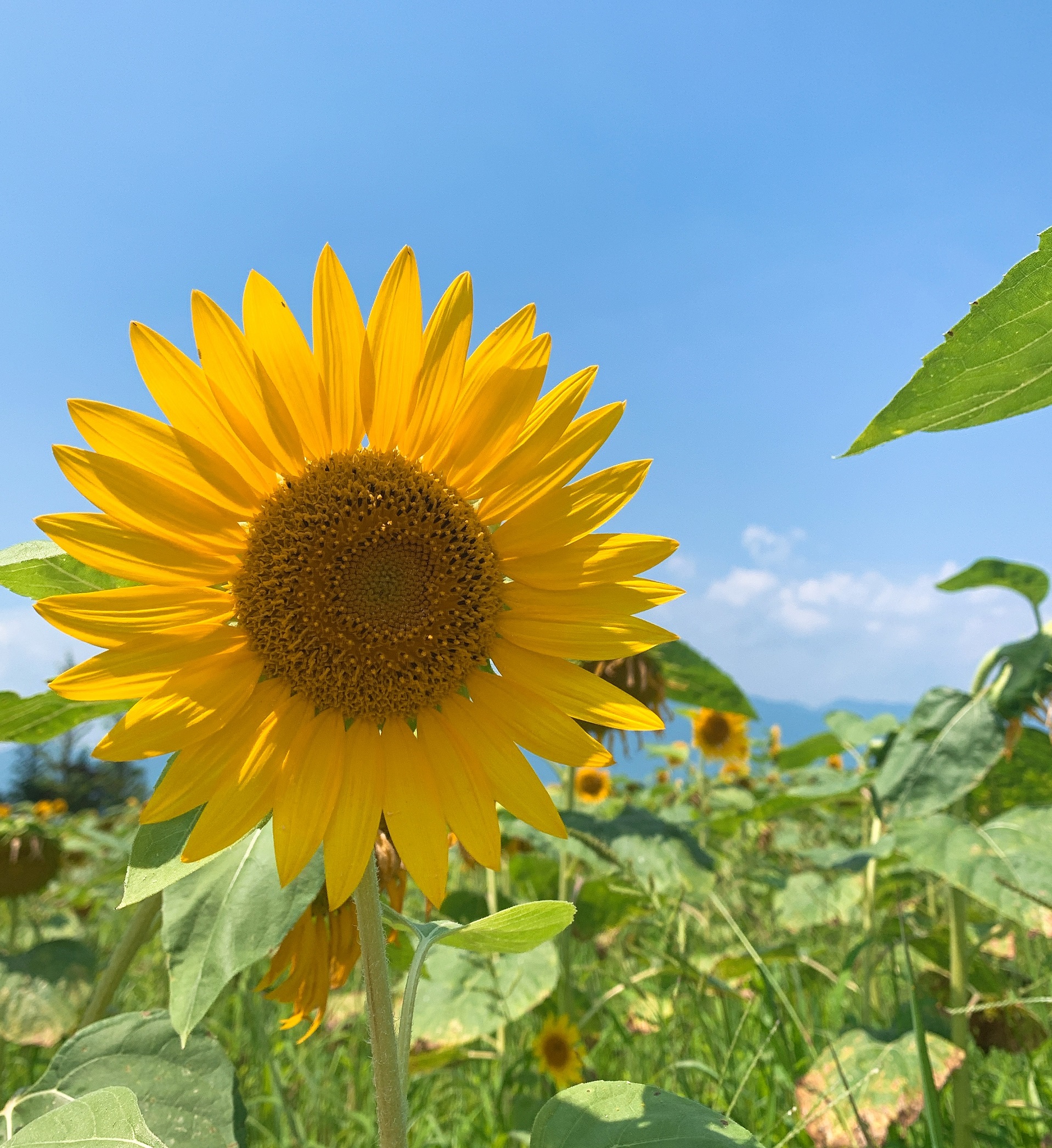 夏の訪れ🌻🐝