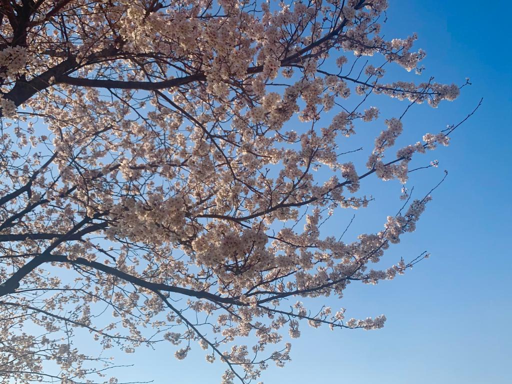 今年も見れました🌸