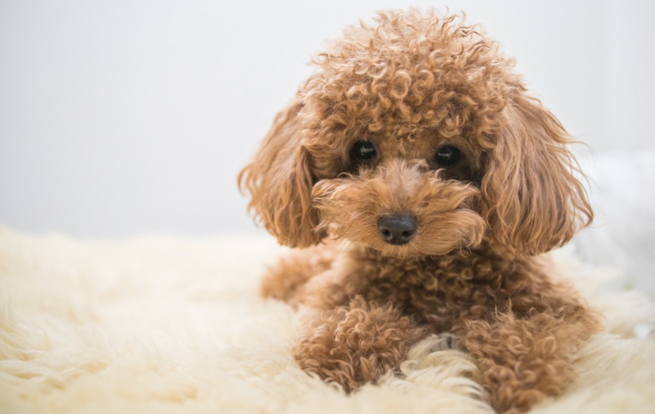 愛犬の日🐩